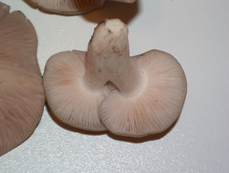 Entoloma lividoalbum